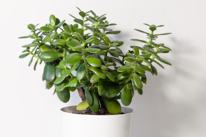 planta jade em casa