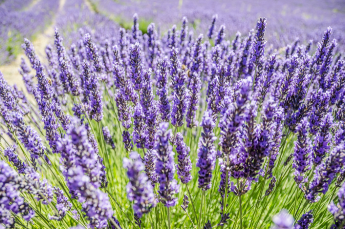 Lavanda plantas que gostam de sol