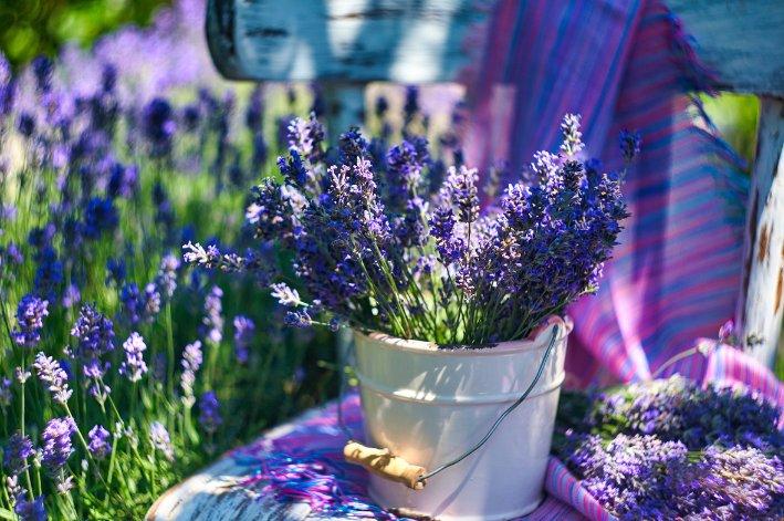 balde com flores de lavanda roxa