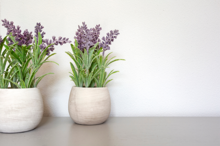 plantas repelentes lavanda