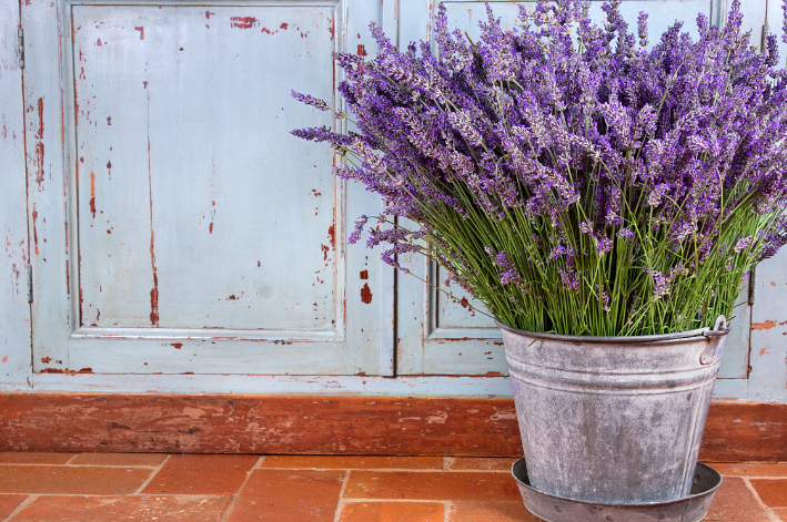 erva aromática lavanda