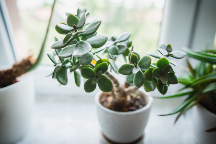 planta jade em vaso