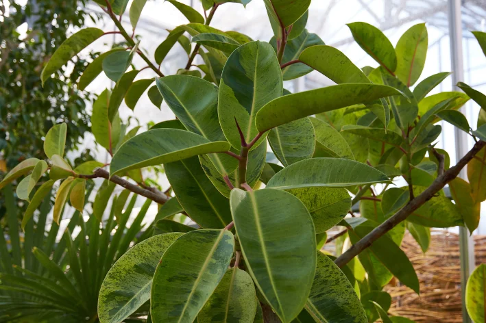 Árvore-de-borracha plantas que não precisam de água