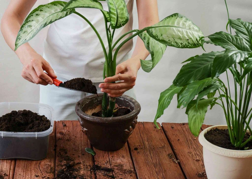 planta da sorte comigo-ninguem-pode