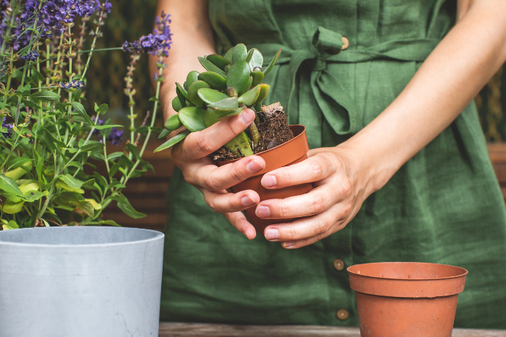 como cultivar a planta jade