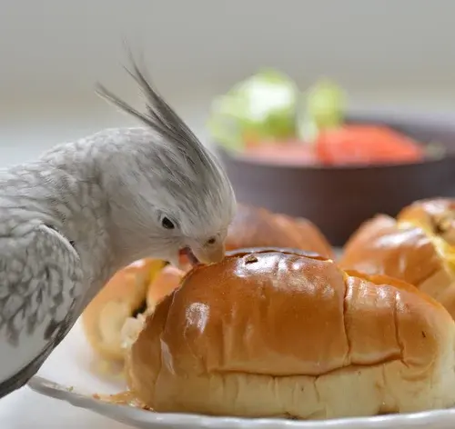 Calopsita pode comer pão? Descubra! 1