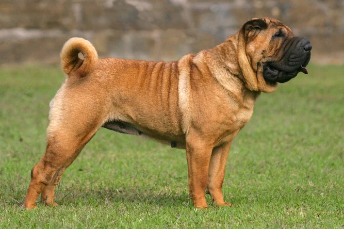 Shar-pei