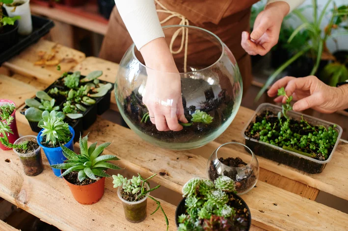 plantas para cultivar em casa