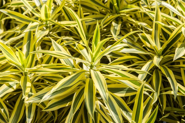 Dracaena Reflexa