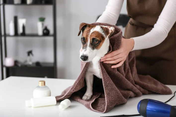 cães tomando banho