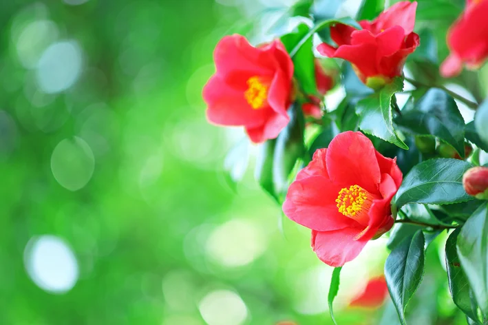 flores rosas para jardim