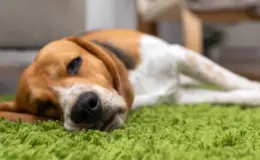 epilepsia em cachorro