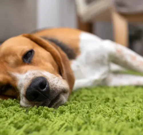 epilepsia em cachorro