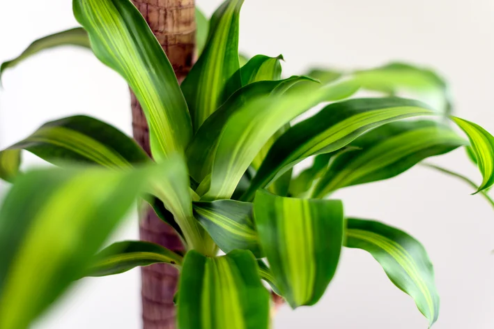 Dracaena fragrans