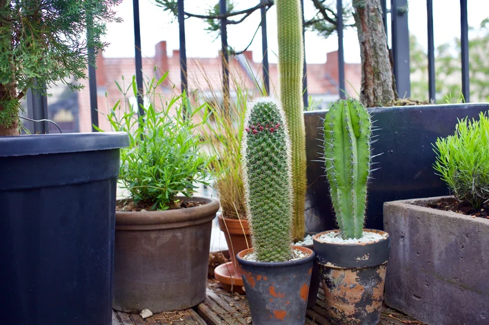 cactos em varanda