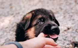 Cachorro tem dente de leite? Descubra! 3