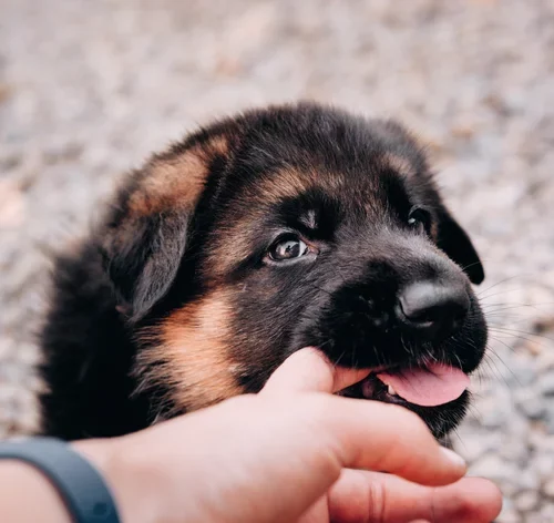 Cachorro tem dente de leite? Descubra! 3