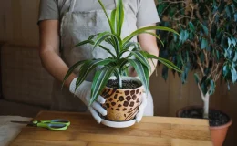 dracena como cuidar