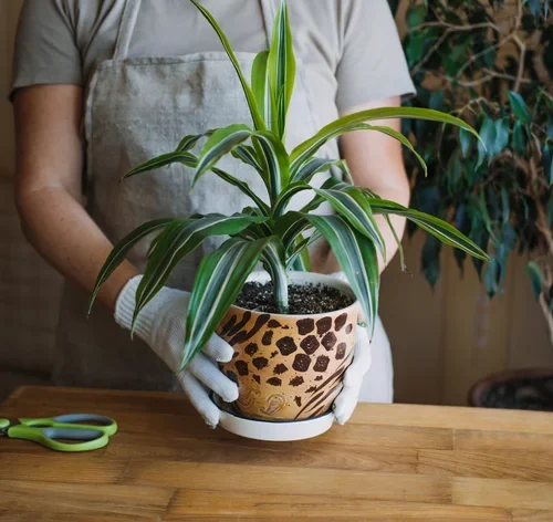 dracena como cuidar