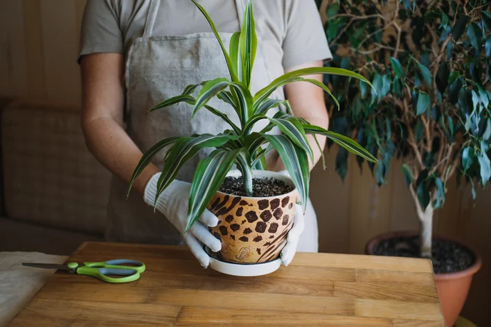 dracena como cuidar