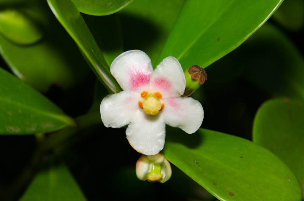 Clúsia (Clusia fluminensi)