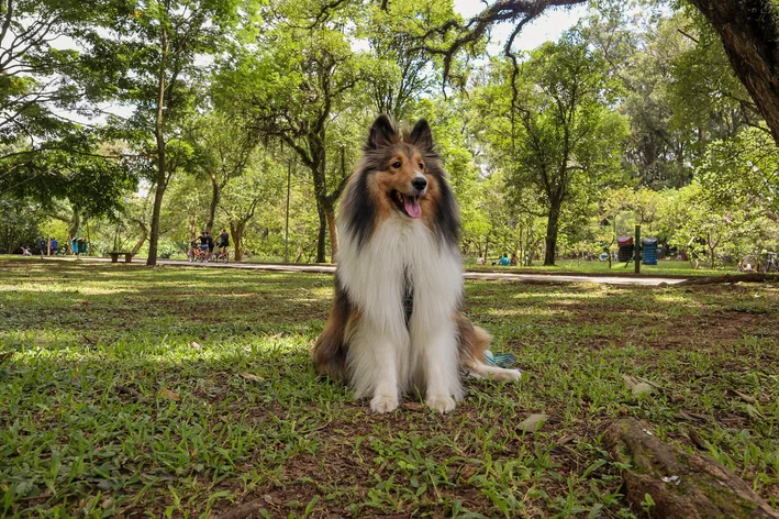 Raça de cachorro brasileiro Ovelheiro Gaúcho