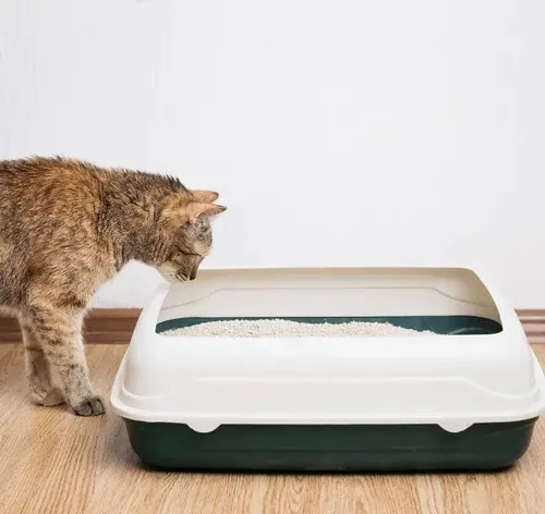 o que fazer para o gato não fazer xixi dentro de casa