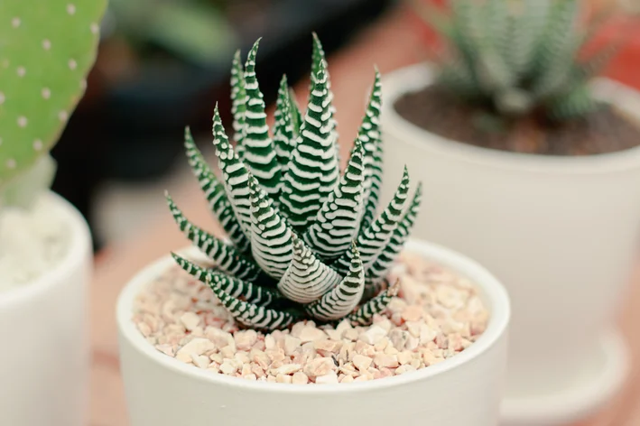 Zebra (Haworthia fasciata)