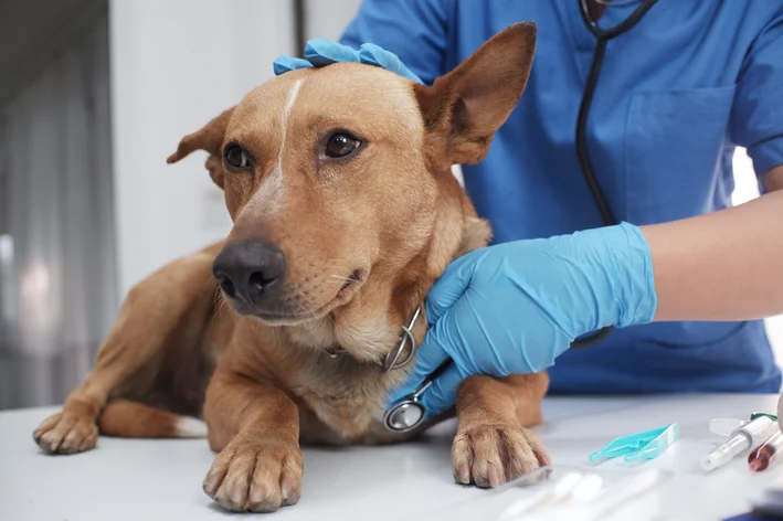 cachorro com epilepsia