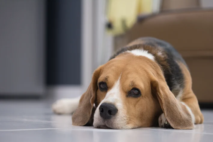 convulsões em cachorros