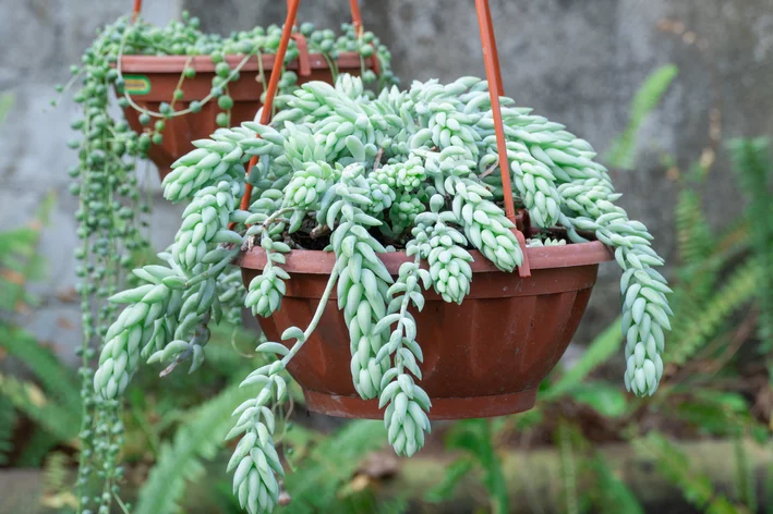 plantas que não precisam de água