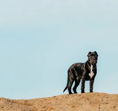 Bandog americano