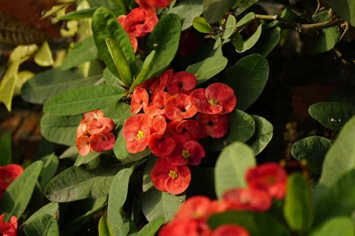 plantas que não precisam de água coroa-de-cristo