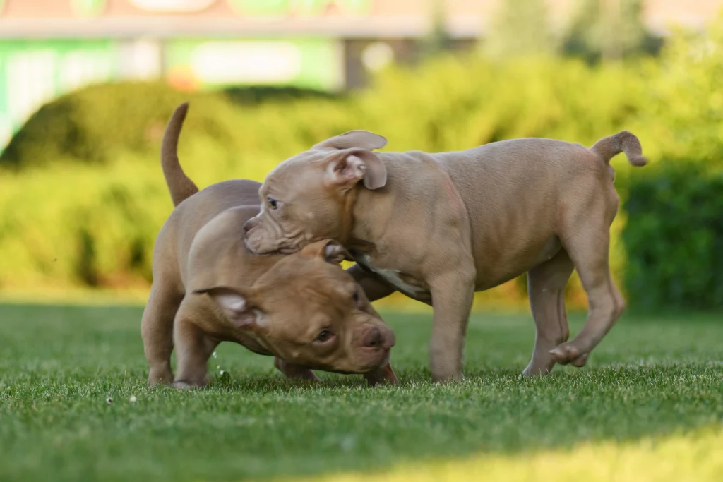 nome forte para cachorro macho