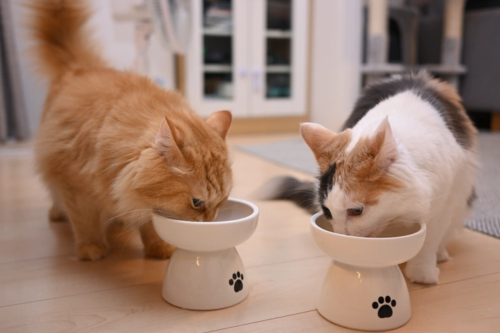 dois gatos comendo em comedouro