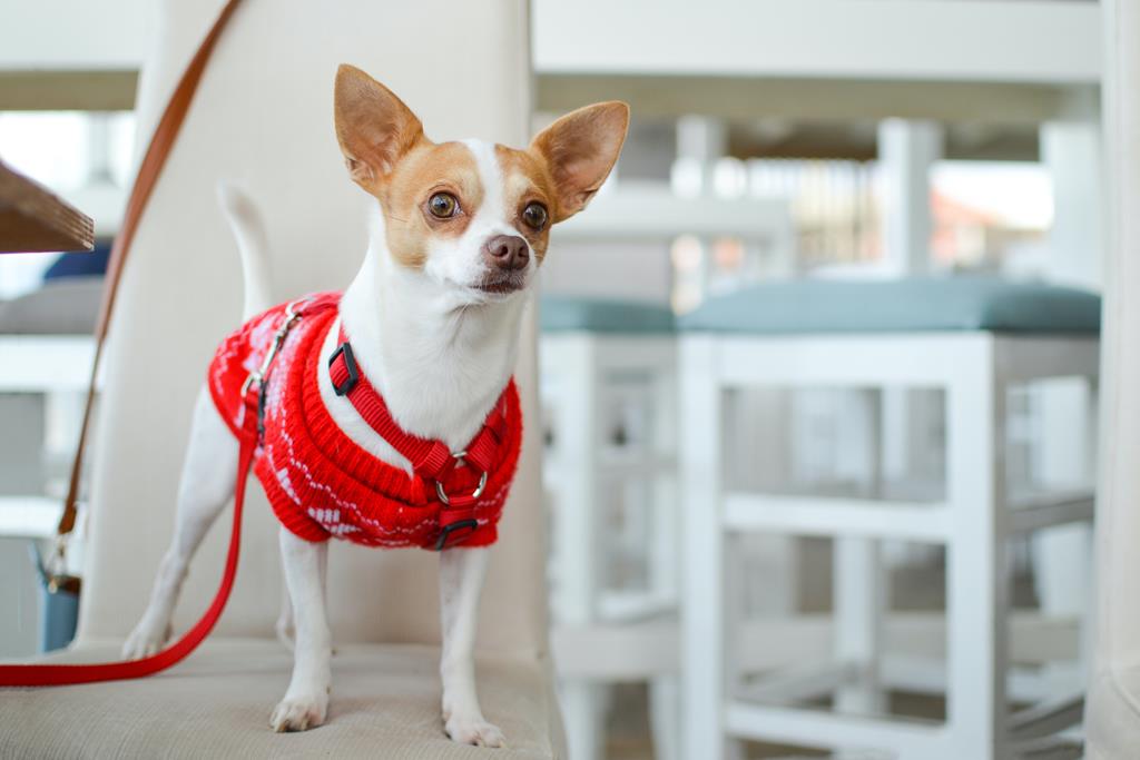 Aprenda a cuidar do Chihuahua pelo curto!