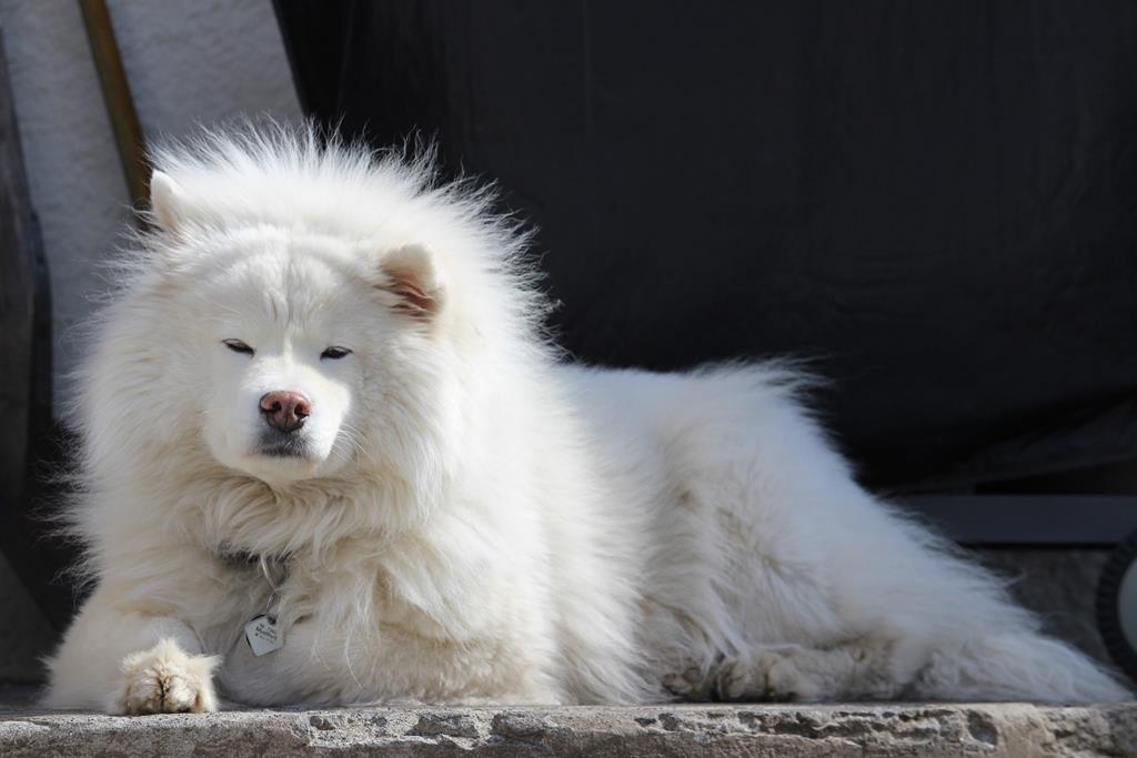 Cachorro que parece urso: veja as raças que tem essa característica