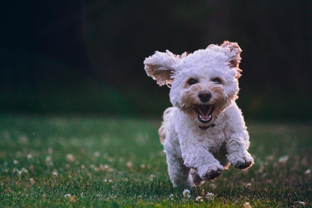 Cachorro rindo aprenda a descobrir isso