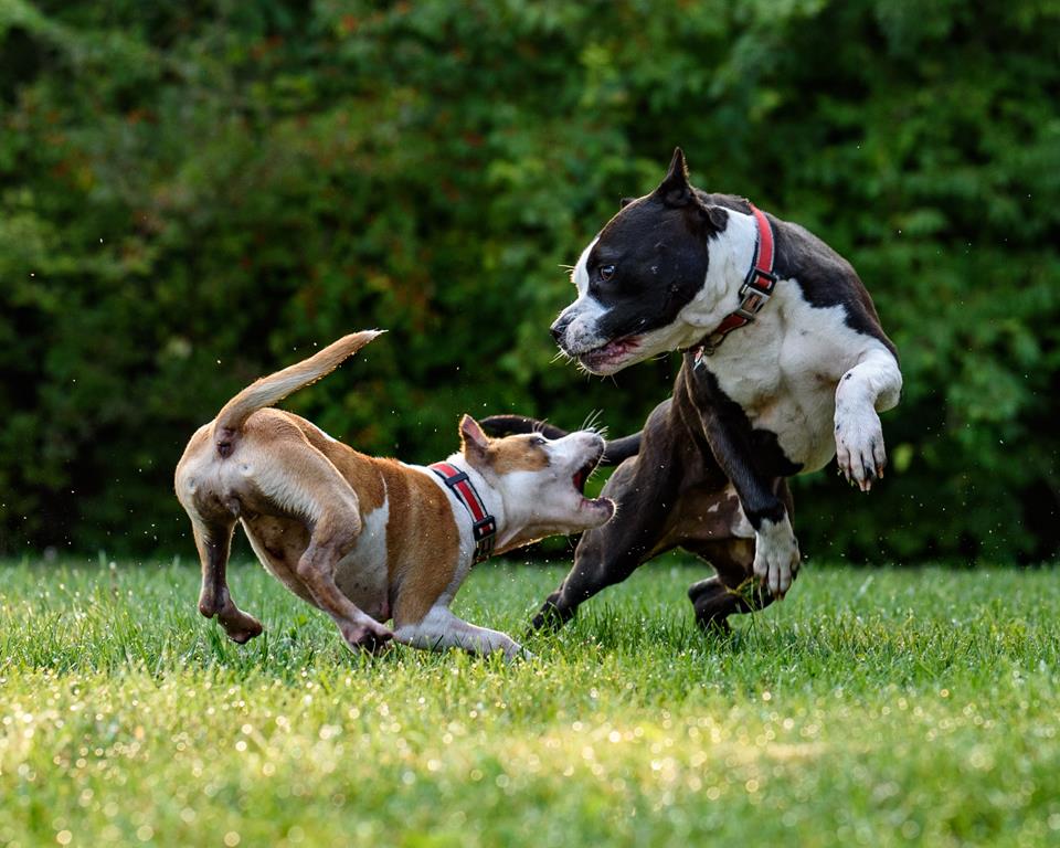 amstaff