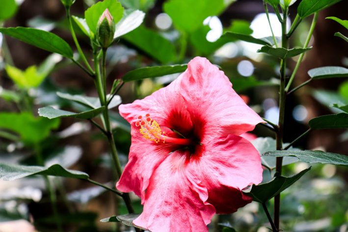 hibisco da china