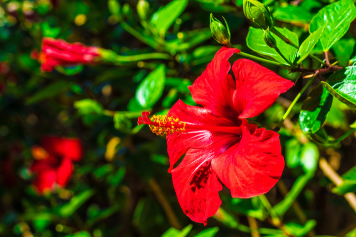 como plantar hibisco