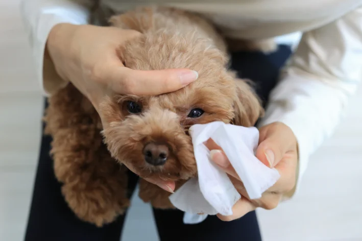 cachorro com olho remelando