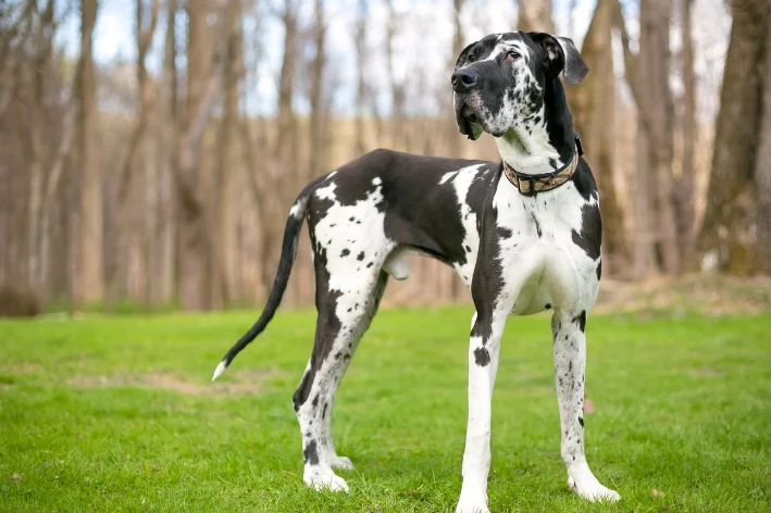 nome forte para cachorro masculino