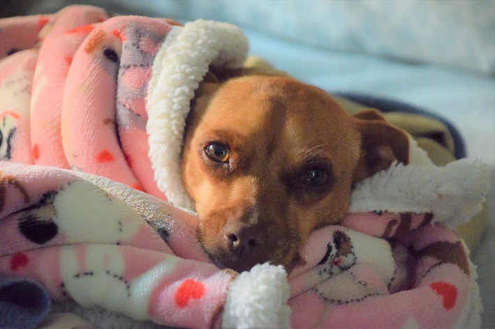 Cachorro deitado com coberta rosa