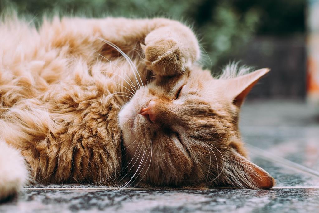 O gato pode comer mandioca