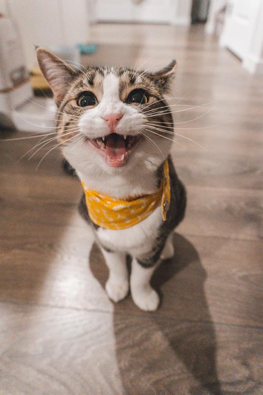 O gato pode comer mandioca?