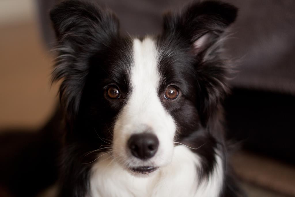 Os melhores nomes para Border Collie