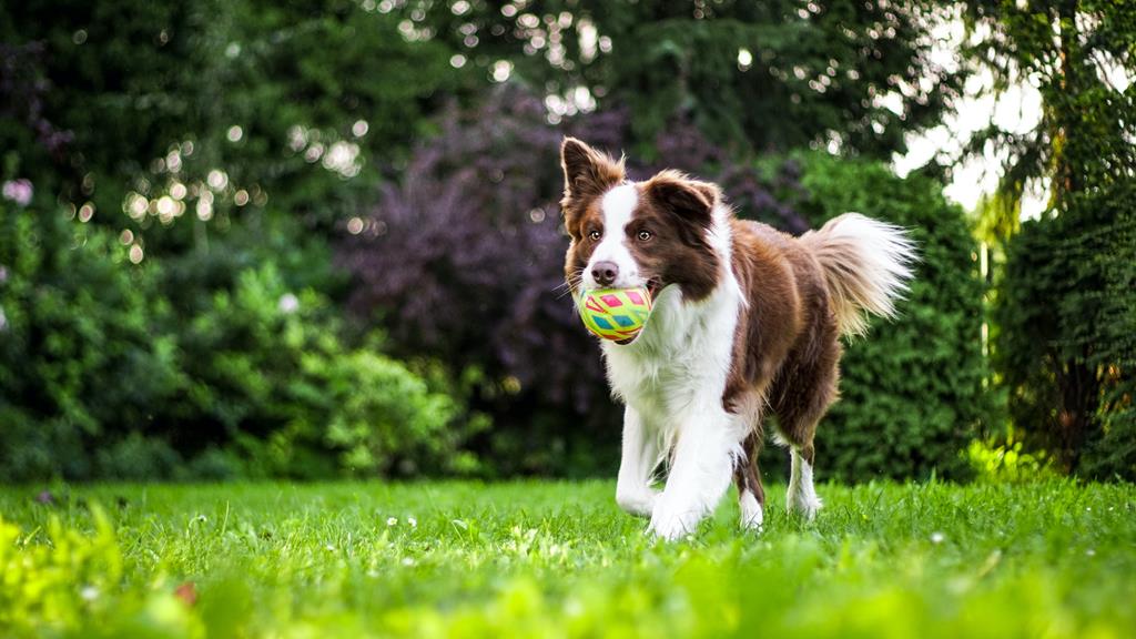 Os melhores nomes para Border Collie