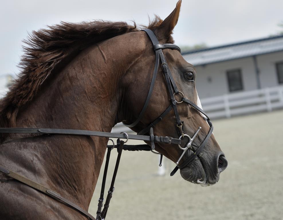 Ração para cavalo: como escolher a certa?