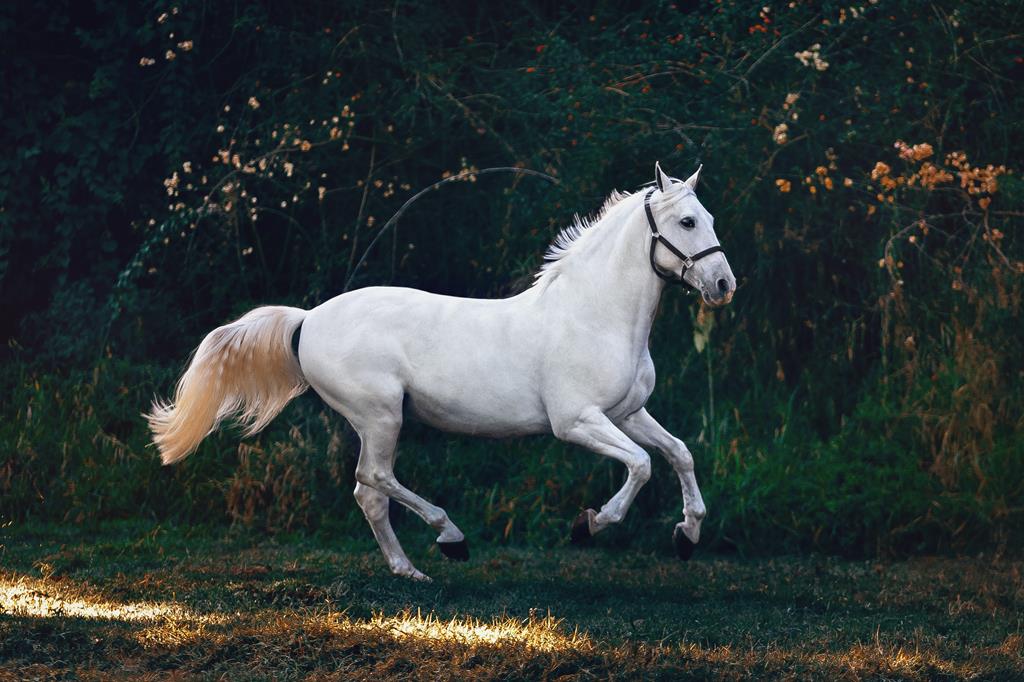 ração para cavalo